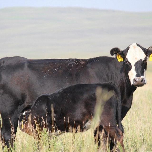 Cow Fund