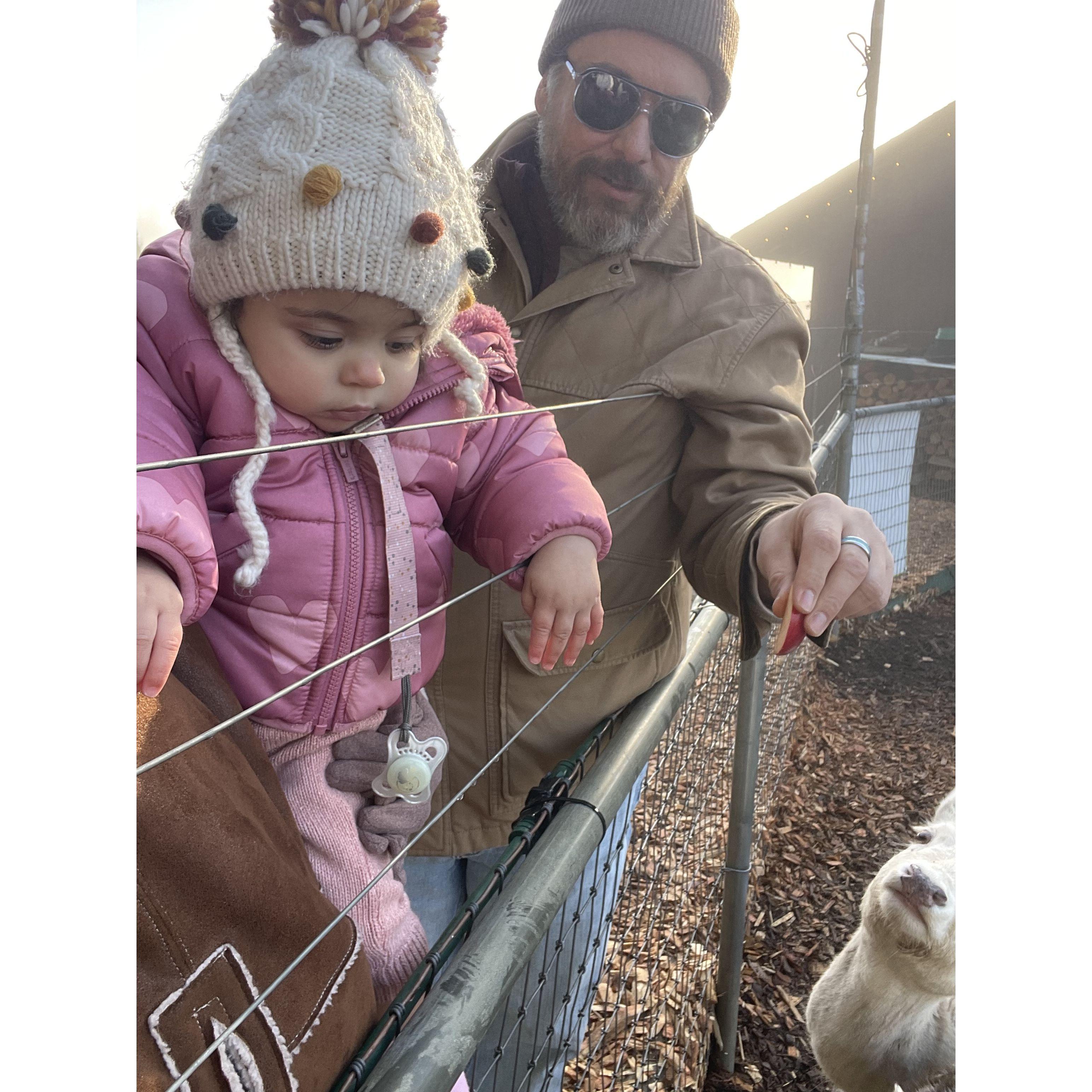 Feeding reindeer!