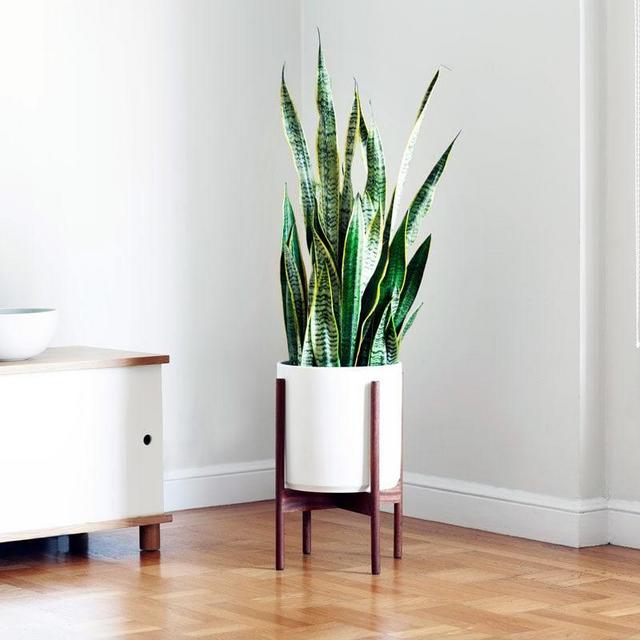 Snake Plant