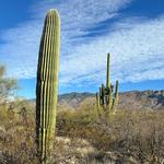 Saguaro National Park East