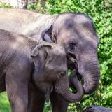 St. Louis Zoo
