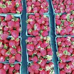 Bloomfield Saturday Market