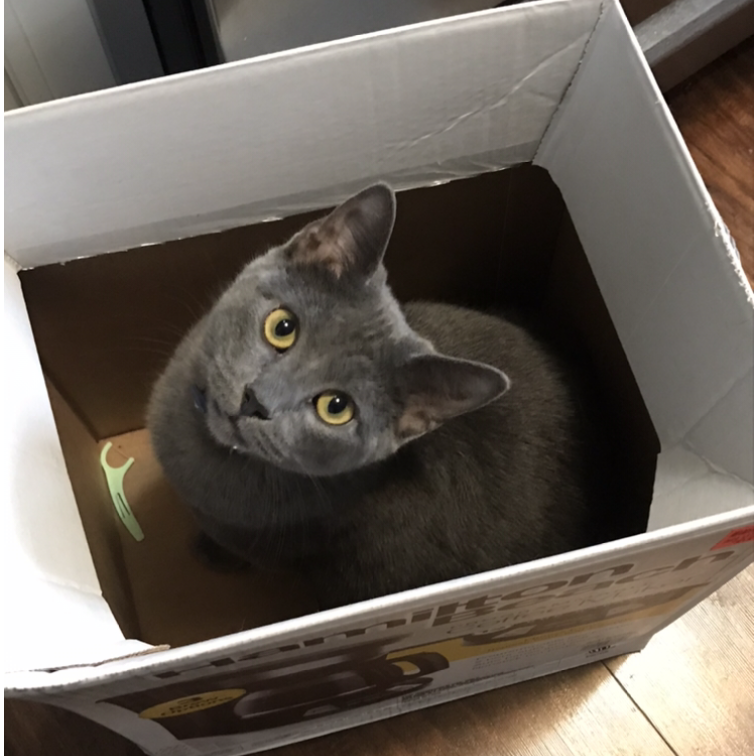 Like Most Cats, Izzy Just Can't Resist A Good Box