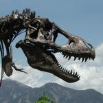 Museum of the Rockies