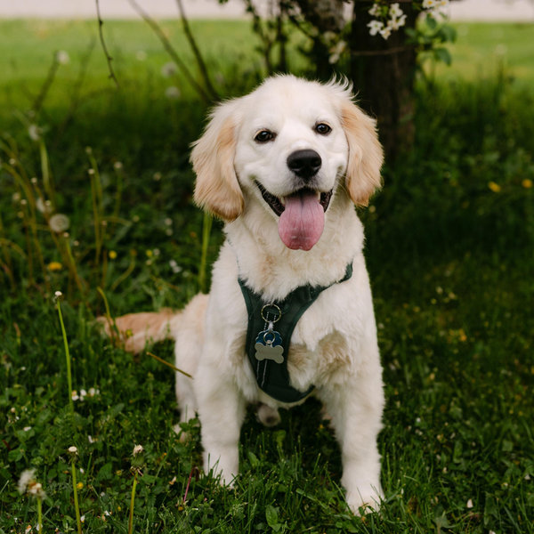 Toys & Treats for Murph