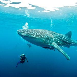 Honeymoon Fund - Scuba Diving Excursion