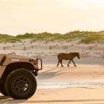 Wild Horse Adventure Tours