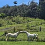 Ola Nani Ranch