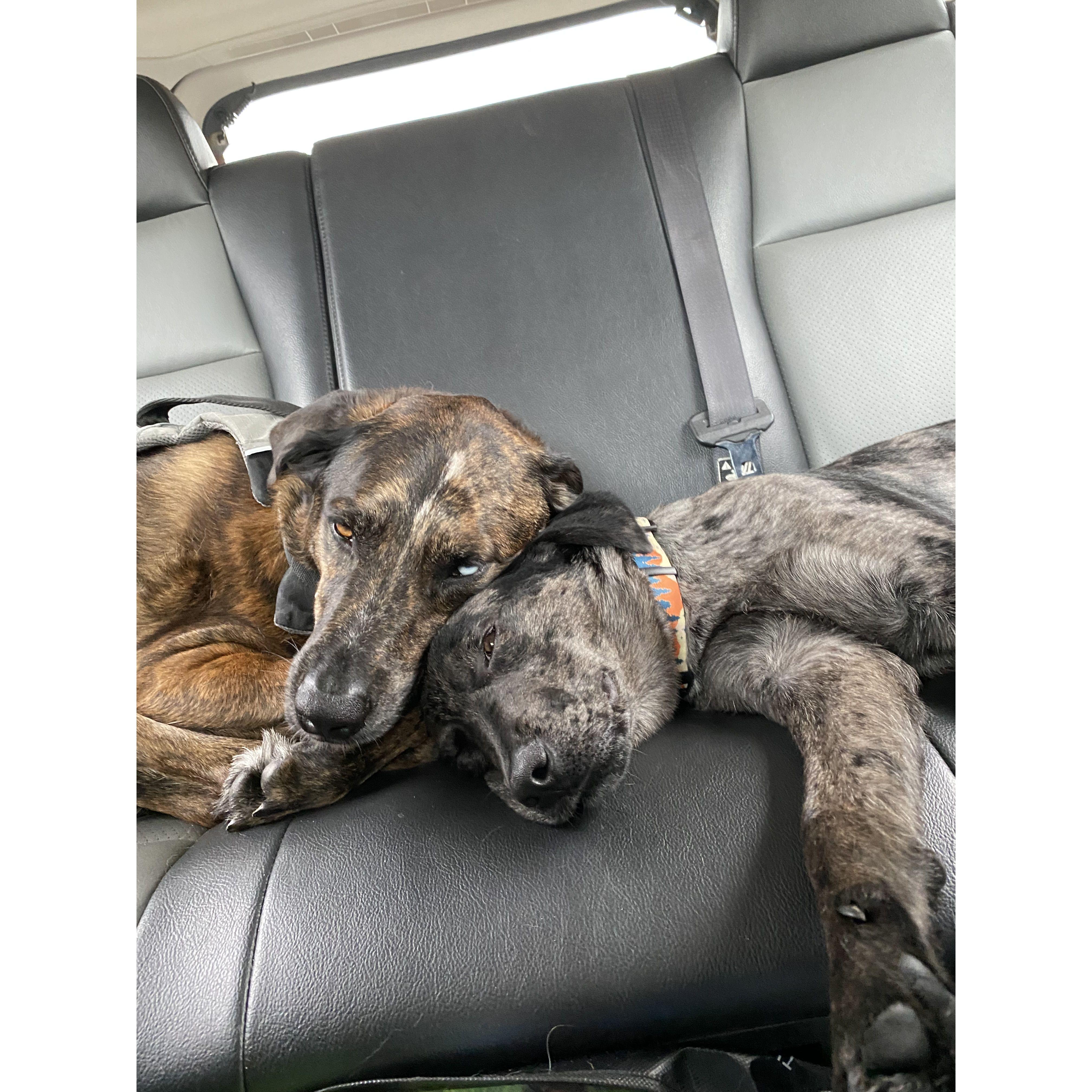 Blu & Opie, best buds