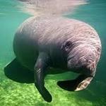 Blue Spring State Park