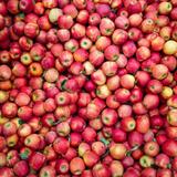 Cherry Hill Orchards