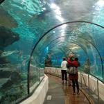 The Dallas World Aquarium