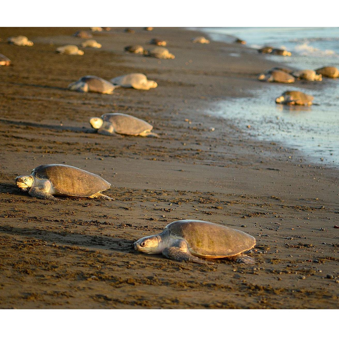 Ostional turtle nesting