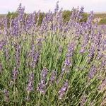 Windy Hills Lavender Farm