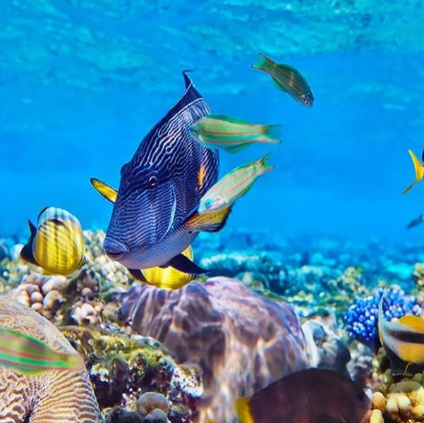 Snorkeling and Water Gear (Zanzibar)