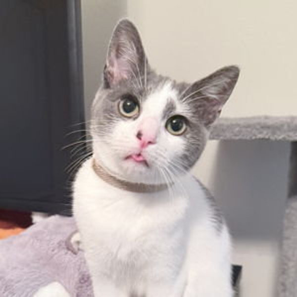 Pet Fund