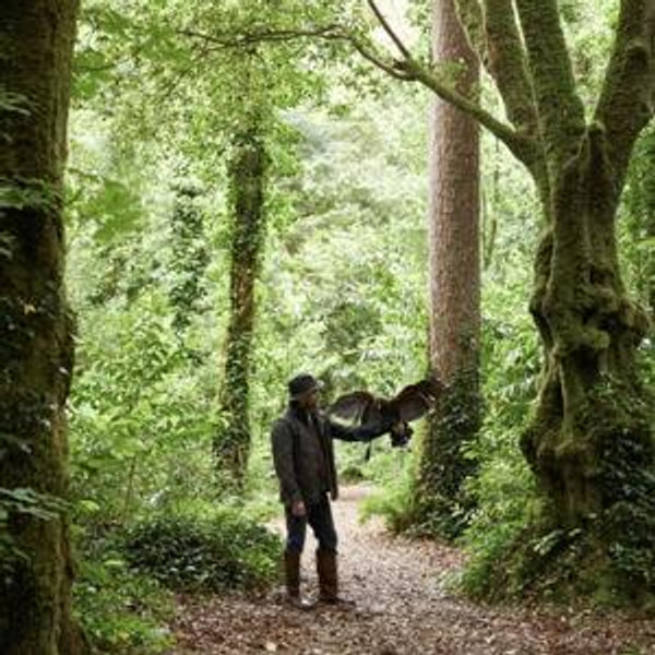 Ireland Hawk Walk!