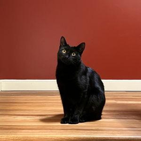 MetroWest Humane Society + Honeymoon 50/50