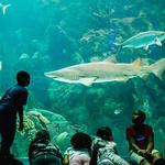 The Florida Aquarium