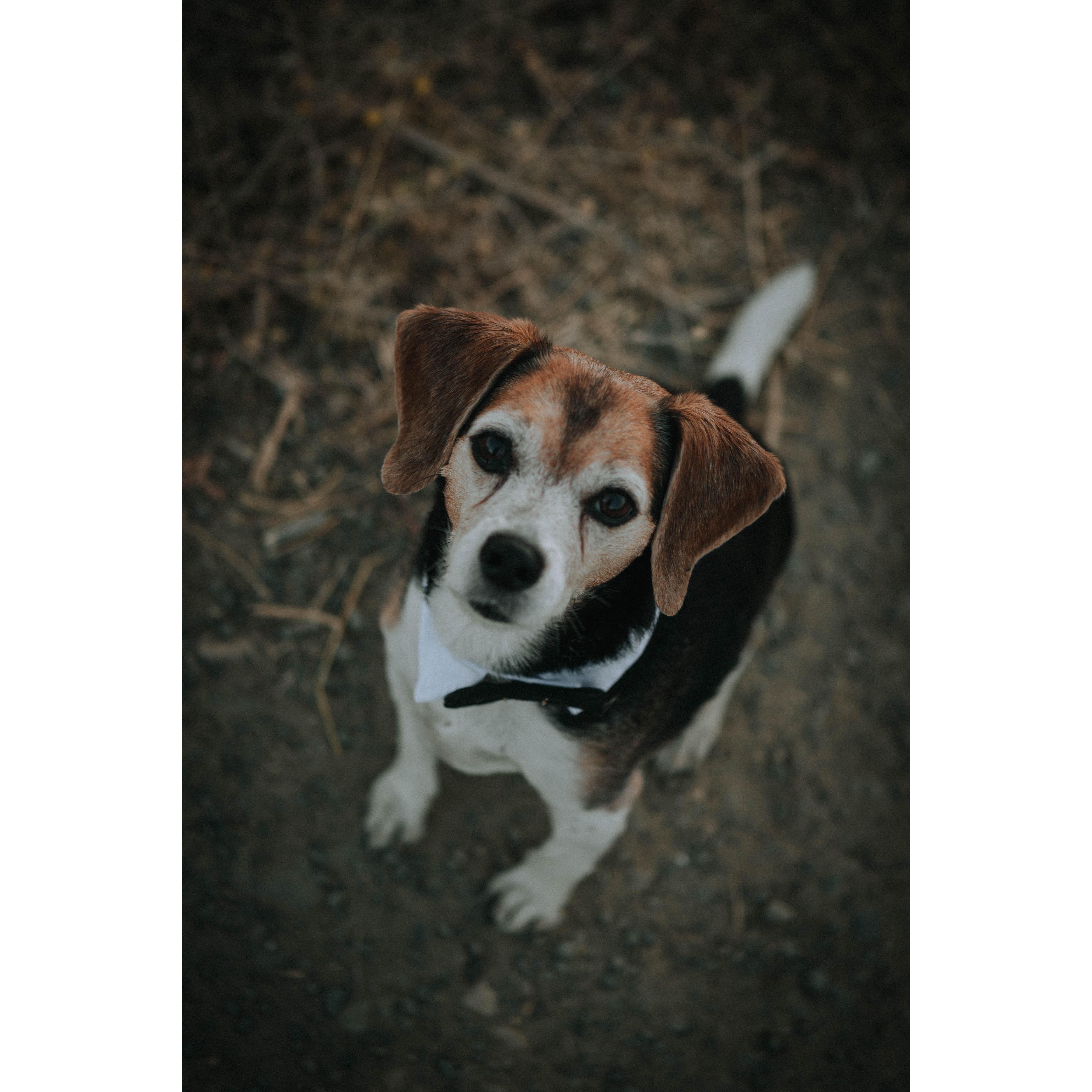 Our Dapper Pooch, Rocco