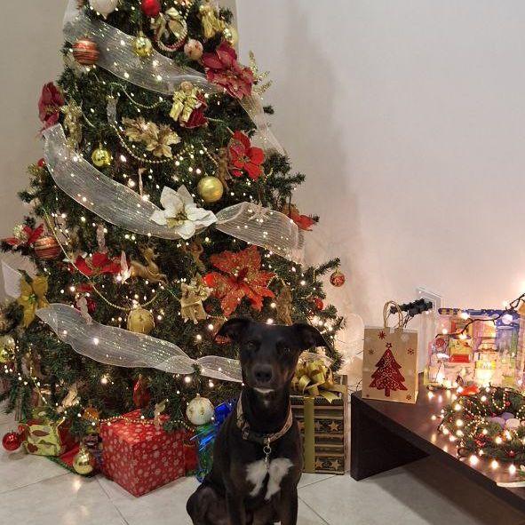Navidad 2023