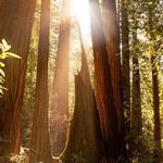 Muir Woods National Monument