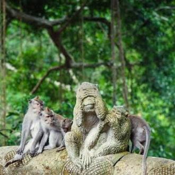 Jungle Adventure