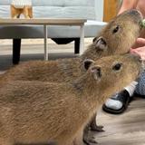 Capybara Cafe