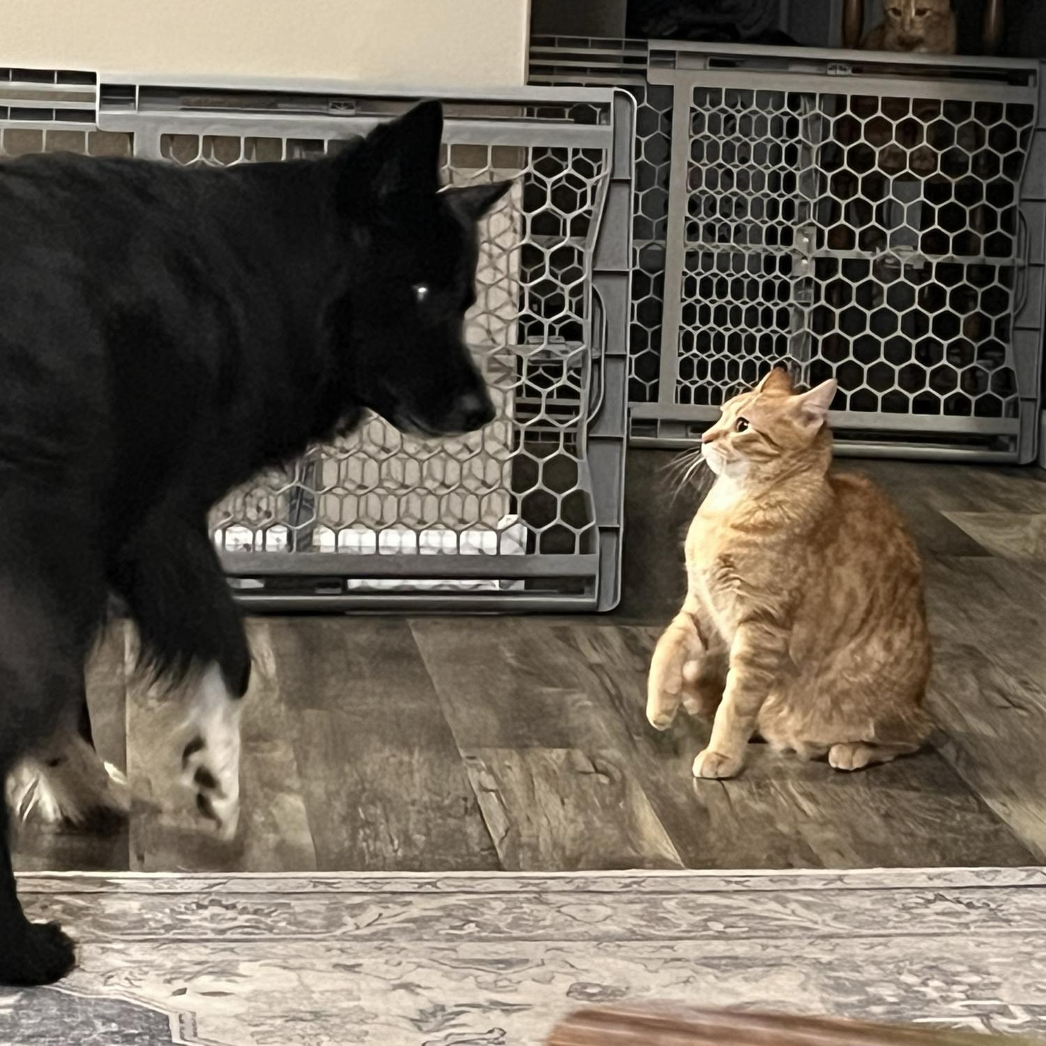 Nova and Bucky - getting used to each other