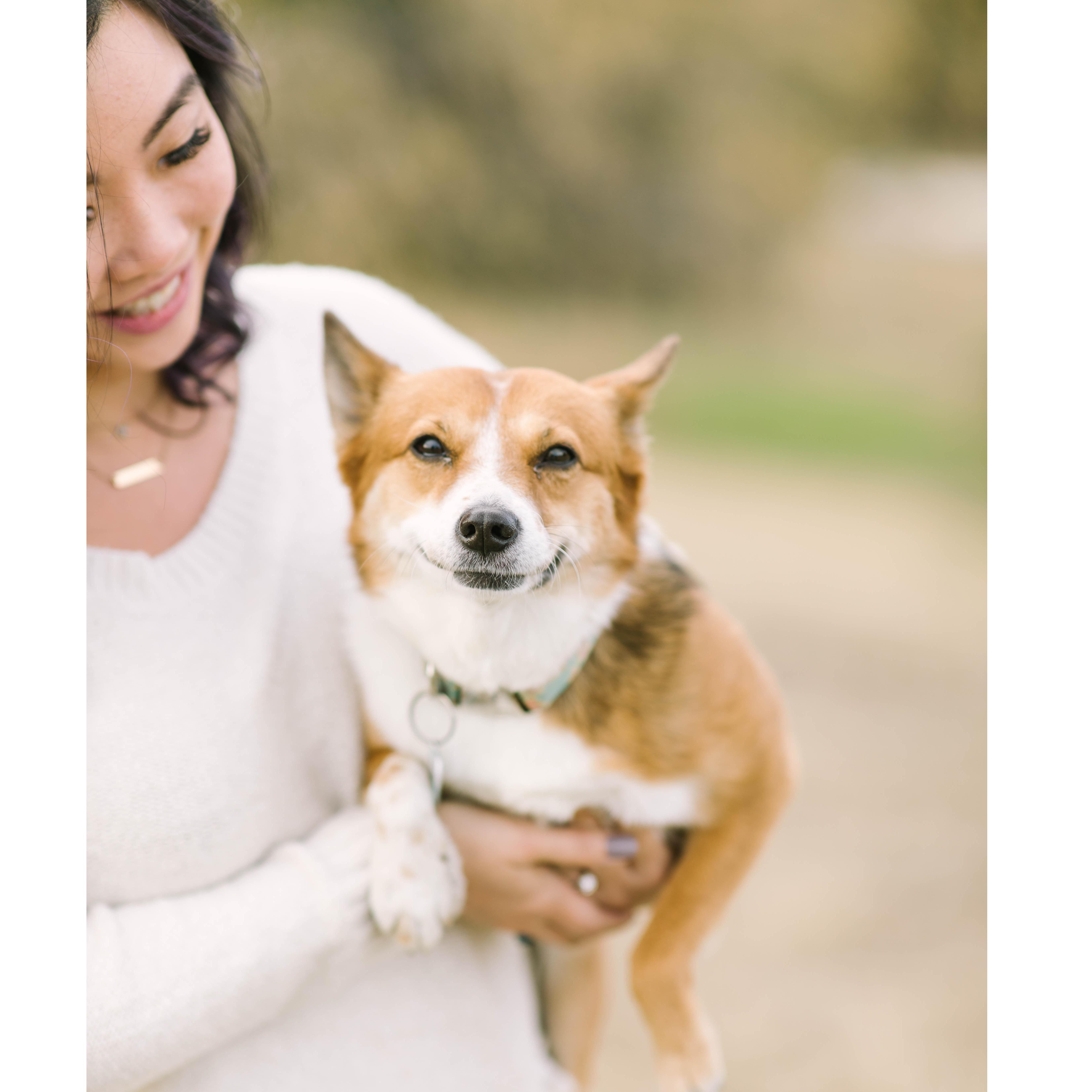 Our "foxy" Daisy, the corgi-mix.