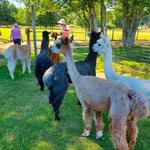Sawdust Hill Alpaca Farm