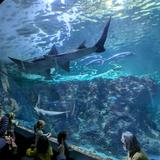 Oceanopolis