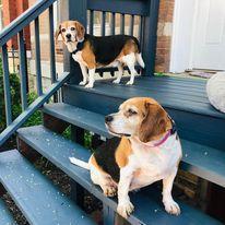 Our fur babies, Chicago 2020