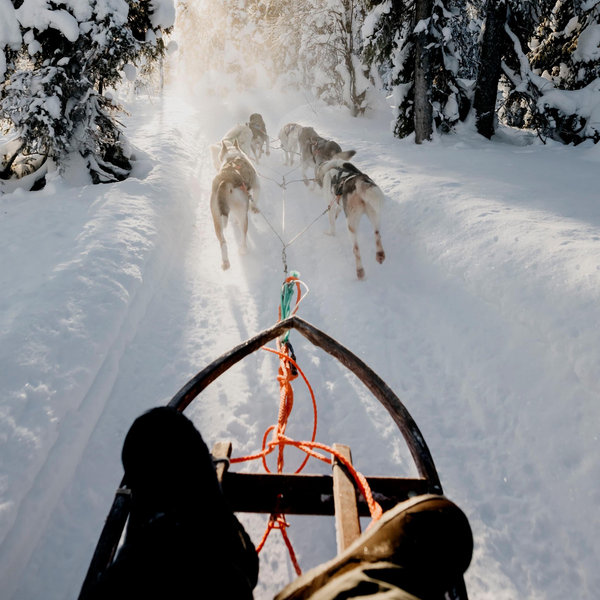 🐕 Dog Sledding Adventure