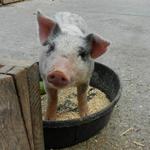 Animals & Agriculture