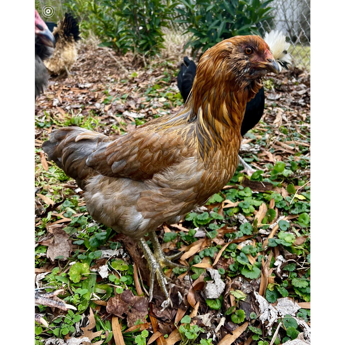 Domino’s hands-down, the smartest bird. When she was smaller, the other birds picked on her incessantly.  Now she spends her days teaching her sisters new tricks.