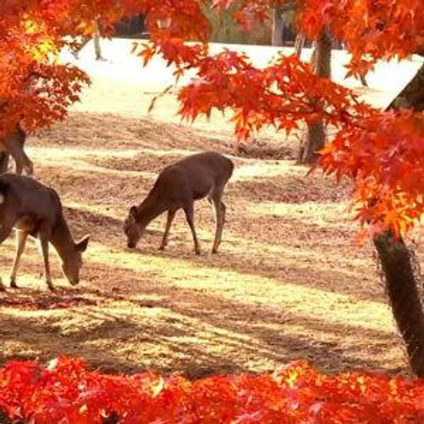 Day in Nara with the Deer -Erin's Favorite
