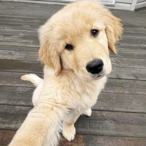 Our Golden named Kevin
