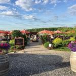 Beneduce Vineyards