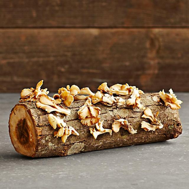 Oyster Mushroom Log Kit