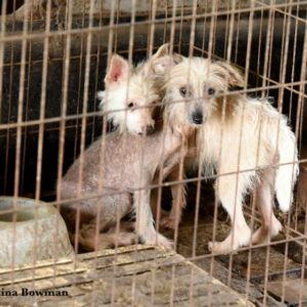 Texas Animal Rescue Fund