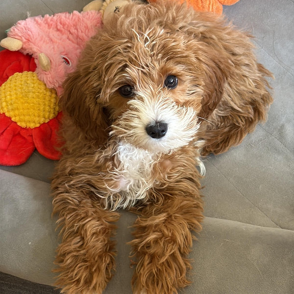 Phoebe's Spa & Style Fund