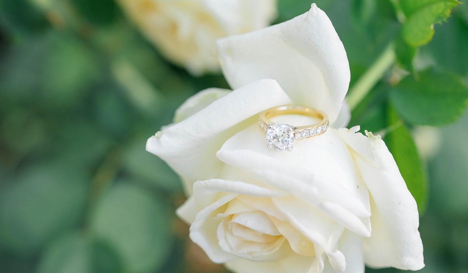 The Wedding Website of Ginny Fisher and Graham Hayes