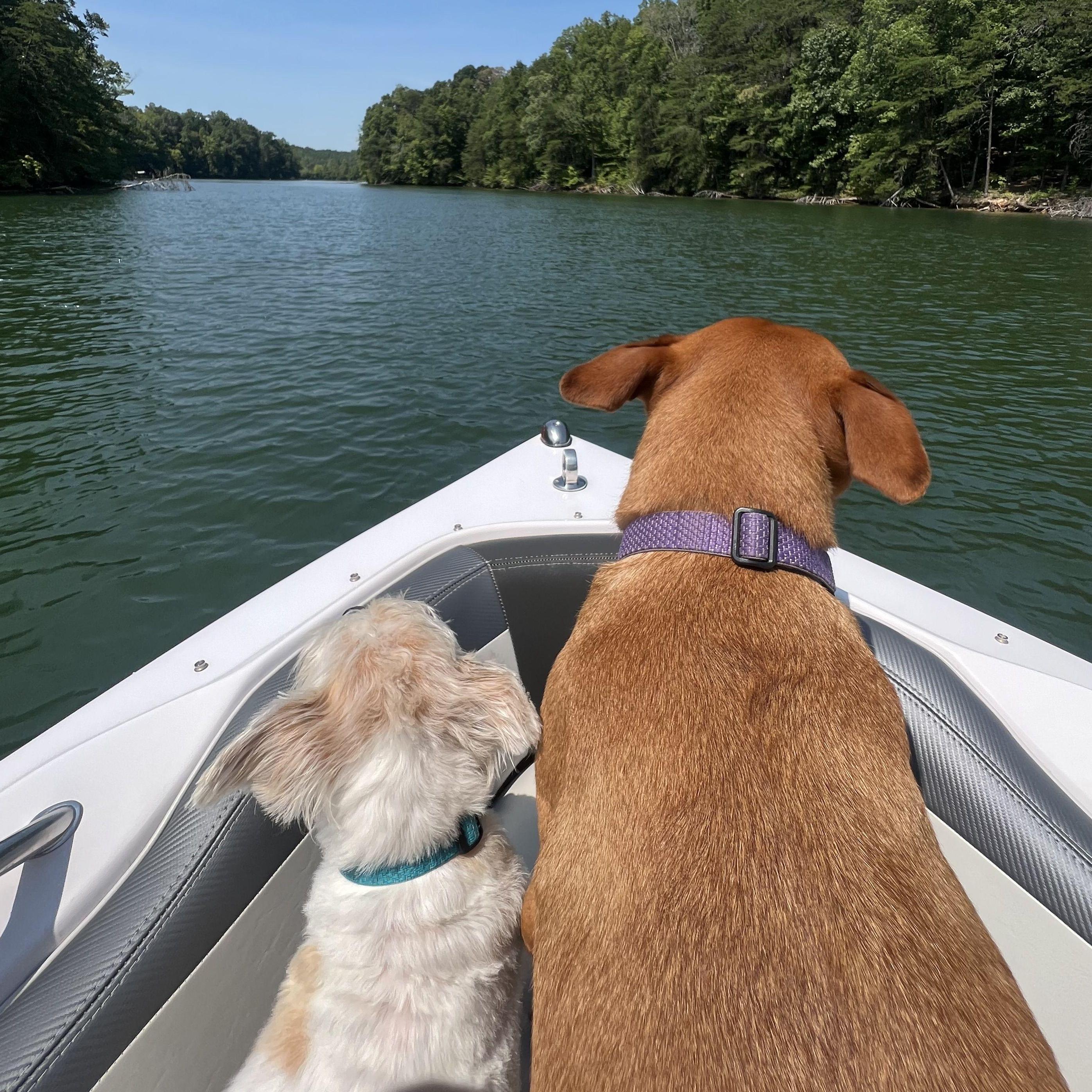 lake adventures with the pups