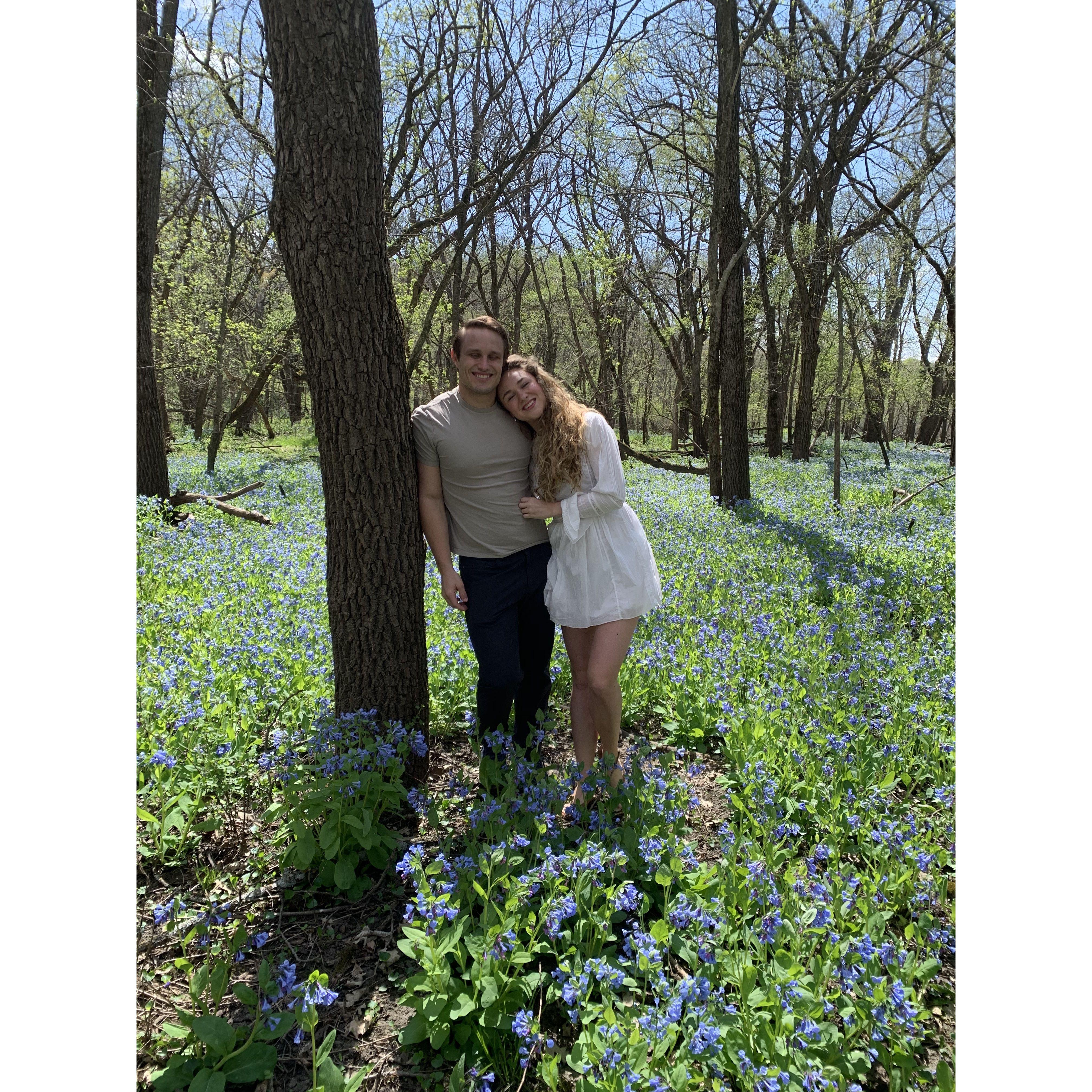 Bluebells 2020