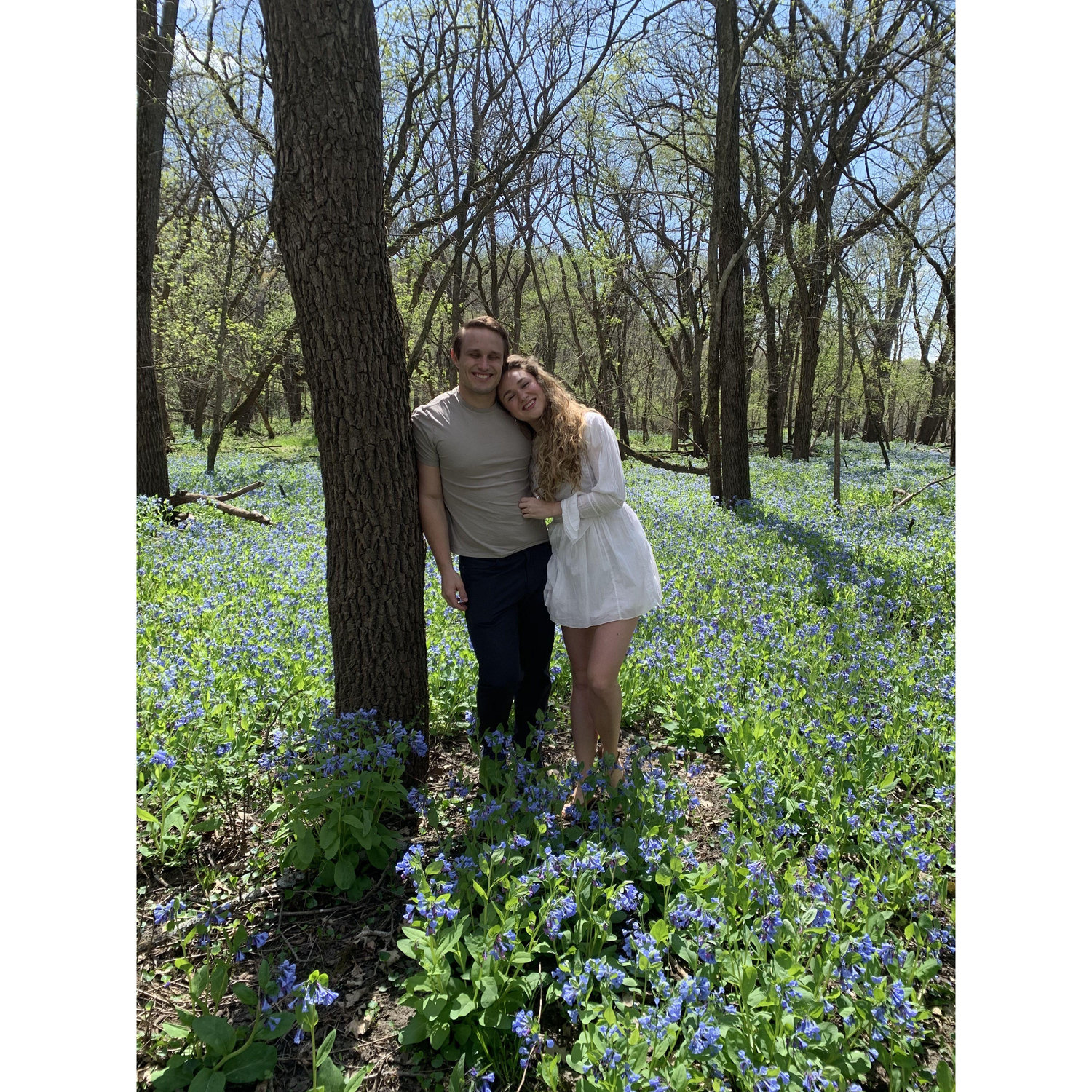 Bluebells 2020