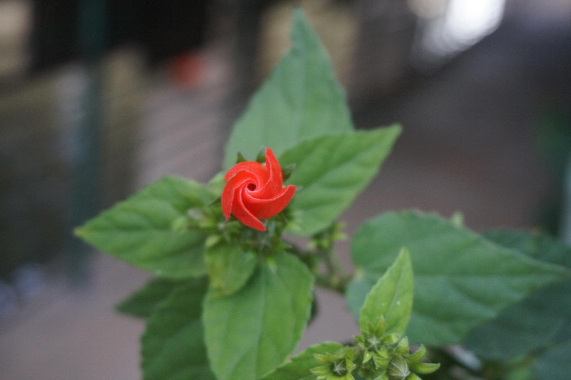 Tiny flower in San Antonio along the Riverwalk