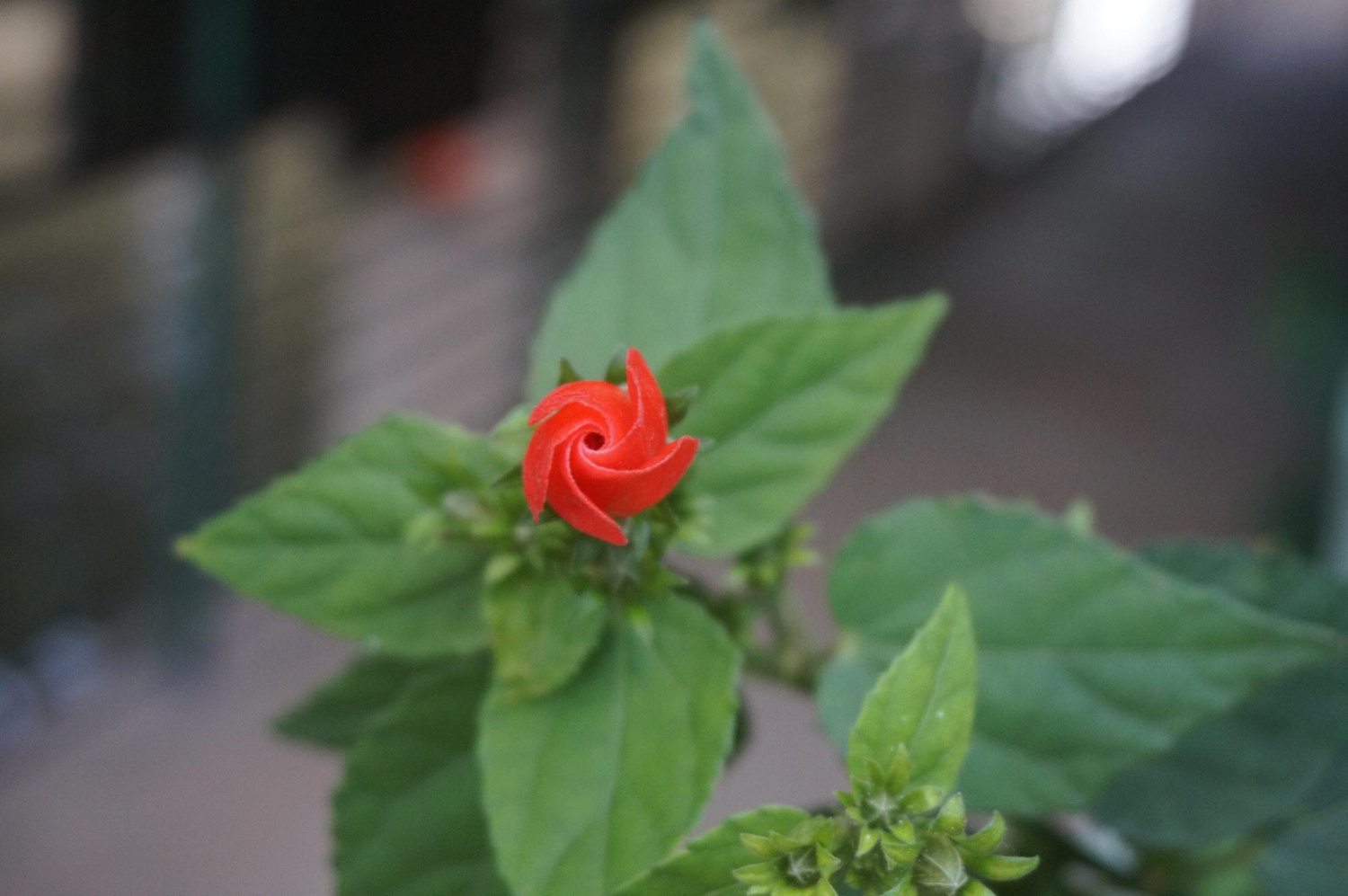Tiny flower in San Antonio along the Riverwalk