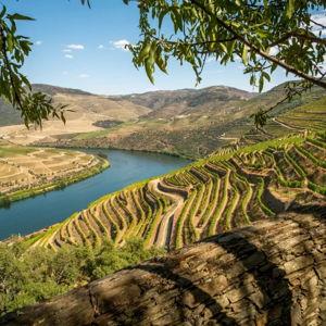 Minimoon Wine Tour