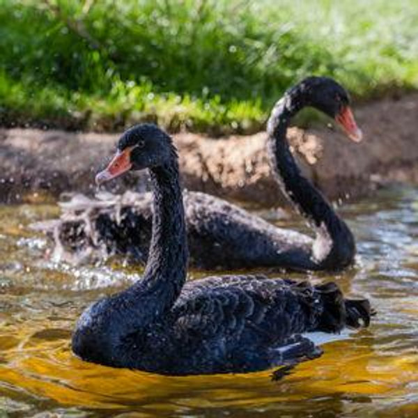 John Ball Zoo Dual Gift Membership
